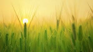 AGRI LAND1